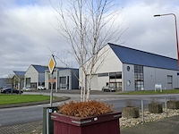 3x plantenbak met berkenboom - afbeelding 1 van  6