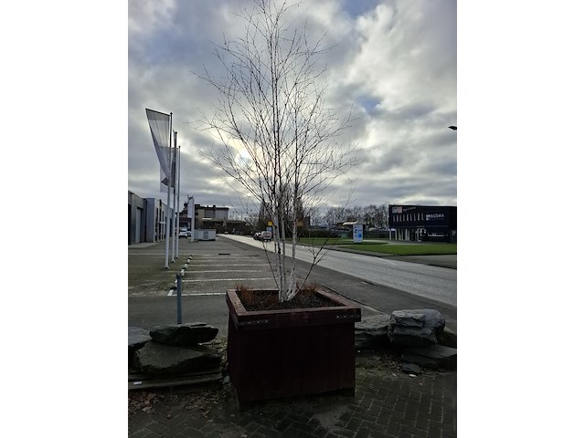 3x plantenbak met berkenboom - afbeelding 2 van  6