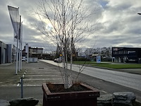 3x plantenbak met berkenboom - afbeelding 2 van  6