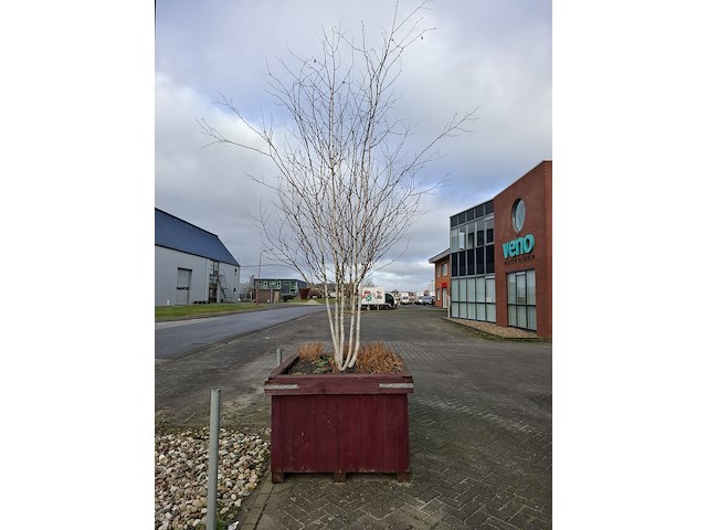 3x plantenbak met berkenboom - afbeelding 3 van  6
