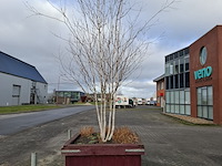 3x plantenbak met berkenboom - afbeelding 3 van  6