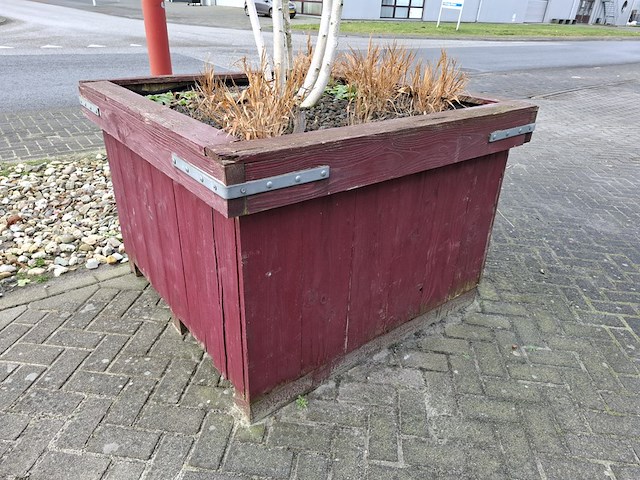 3x plantenbak met berkenboom - afbeelding 4 van  6