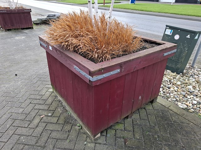 3x plantenbak met berkenboom - afbeelding 5 van  6