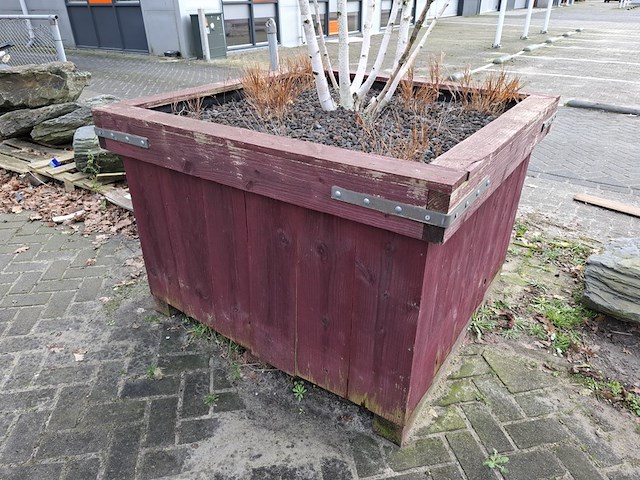 3x plantenbak met berkenboom - afbeelding 6 van  6