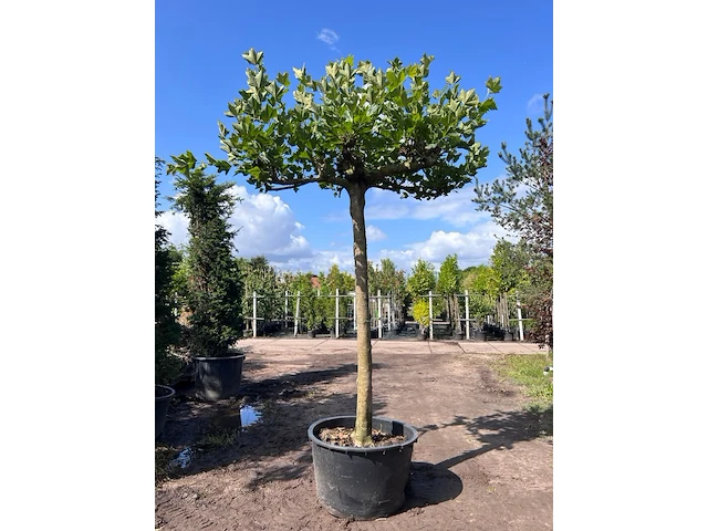 3x plataan, platanus hispanica, dakboom, ca. 225 cm stamhoogte - afbeelding 1 van  3