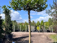 3x plataan, platanus hispanica, dakboom, ca. 225 cm stamhoogte