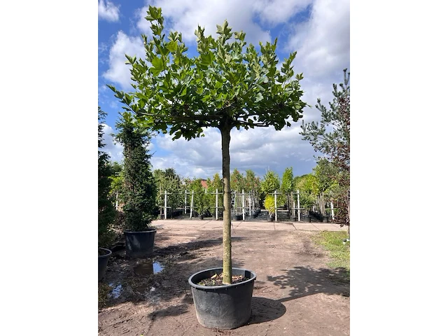 3x plataan, platanus hispanica, dakboom, ca. 225 cm stamhoogte - afbeelding 2 van  3