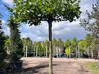 3x plataan, platanus hispanica, dakboom, ca. 225 cm stamhoogte - afbeelding 2 van  3
