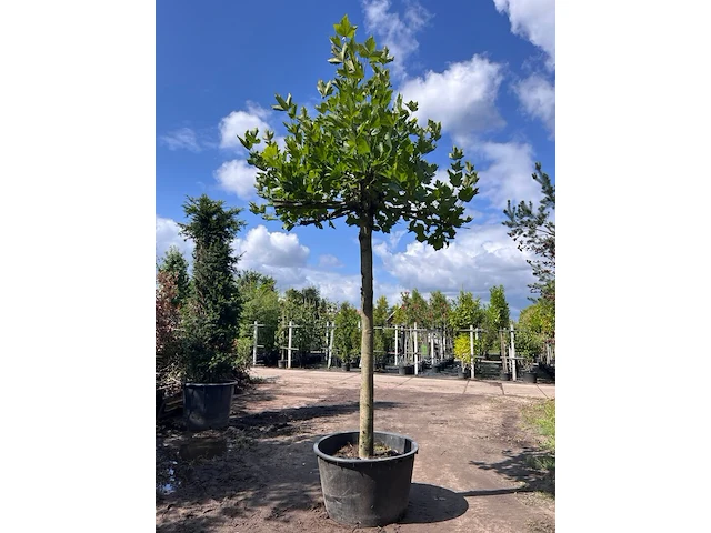 3x plataan, platanus hispanica, dakboom, ca. 225 cm stamhoogte - afbeelding 3 van  3