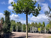 3x plataan, platanus hispanica, dakboom, ca. 225 cm stamhoogte - afbeelding 3 van  3