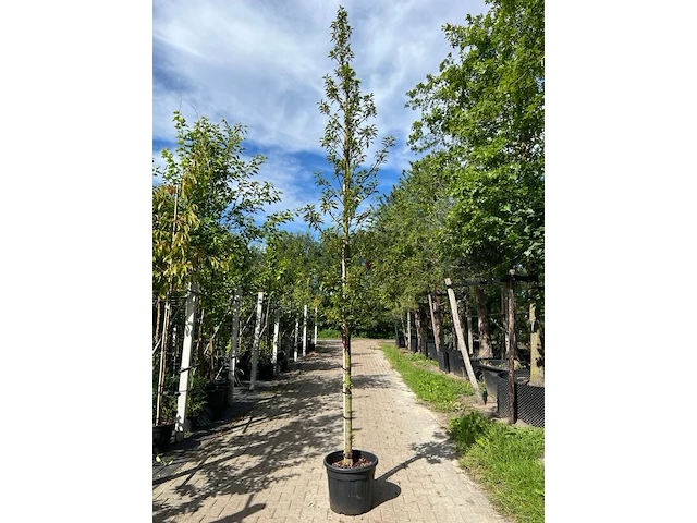 3x portugese laurier, prunus 'brenelia', hoogstam, wintergroen, ca. 3-3.5 m hoog - afbeelding 1 van  3