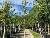 3x portugese laurier, prunus 'brenelia', hoogstam, wintergroen, ca. 3-3.5 m hoog