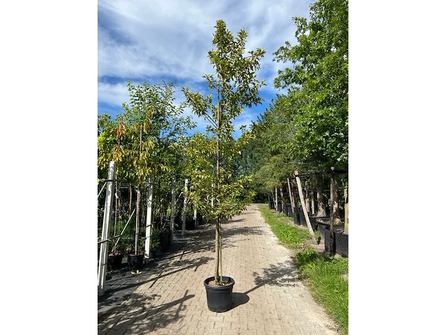 3x portugese laurier, prunus 'brenelia', hoogstam, wintergroen, ca. 3-3.5 m hoog - afbeelding 2 van  3