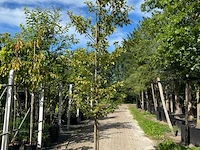 3x portugese laurier, prunus 'brenelia', hoogstam, wintergroen, ca. 3-3.5 m hoog - afbeelding 2 van  3