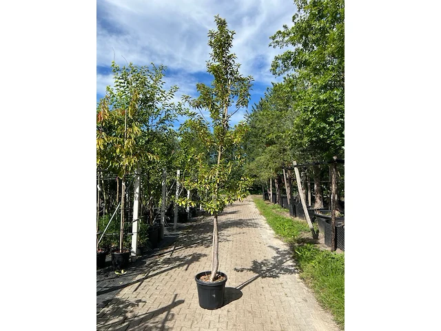 3x portugese laurier, prunus 'brenelia', hoogstam, wintergroen, ca. 3-3.5 m hoog - afbeelding 3 van  3