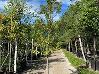 3x portugese laurier, prunus 'brenelia', hoogstam, wintergroen, ca. 3-3.5 m hoog - afbeelding 3 van  3