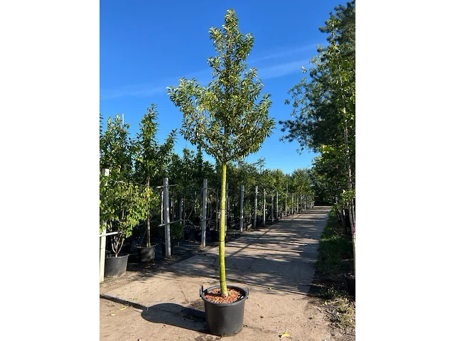 3x portugese laurier, prunus lusitanica, hoogstam, wintergroen, ca. 3-3.5 m hoog - afbeelding 1 van  3