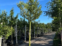 3x portugese laurier, prunus lusitanica, hoogstam, wintergroen, ca. 3-3.5 m hoog