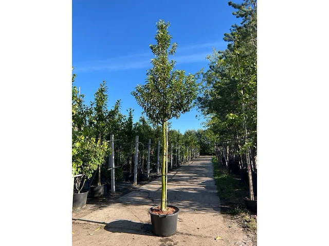 3x portugese laurier, prunus lusitanica, hoogstam, wintergroen, ca. 3-3.5 m hoog - afbeelding 2 van  3