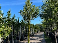 3x portugese laurier, prunus lusitanica, hoogstam, wintergroen, ca. 3-3.5 m hoog - afbeelding 2 van  3