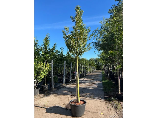 3x portugese laurier, prunus lusitanica, hoogstam, wintergroen, ca. 3-3.5 m hoog - afbeelding 3 van  3