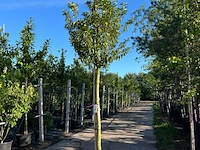 3x portugese laurier, prunus lusitanica, hoogstam, wintergroen, ca. 3-3.5 m hoog - afbeelding 3 van  3