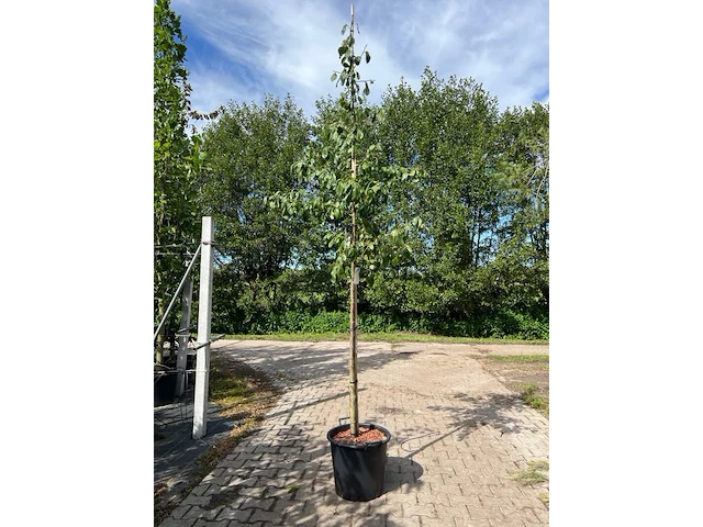3x pruimenboom, prunus 'reine claude d'oullins', hoogstam, gele pruimen, ca. 3 m hoog - afbeelding 1 van  3