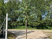 3x pruimenboom, prunus 'reine claude d'oullins', hoogstam, gele pruimen, ca. 3 m hoog