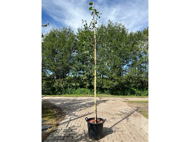 3x pruimenboom, prunus 'reine claude d'oullins', hoogstam, gele pruimen, ca. 3 m hoog - afbeelding 2 van  3