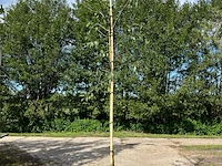 3x pruimenboom, prunus 'reine claude d'oullins', hoogstam, gele pruimen, ca. 3 m hoog - afbeelding 2 van  3