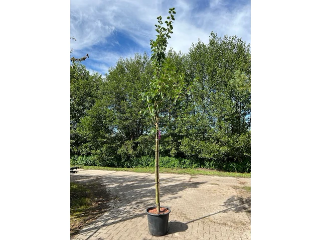 3x pruimenboom, prunus 'reine claude d'oullins', hoogstam, gele pruimen, ca. 3 m hoog - afbeelding 3 van  3
