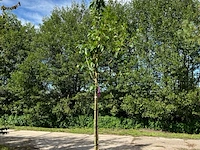 3x pruimenboom, prunus 'reine claude d'oullins', hoogstam, gele pruimen, ca. 3 m hoog - afbeelding 3 van  3