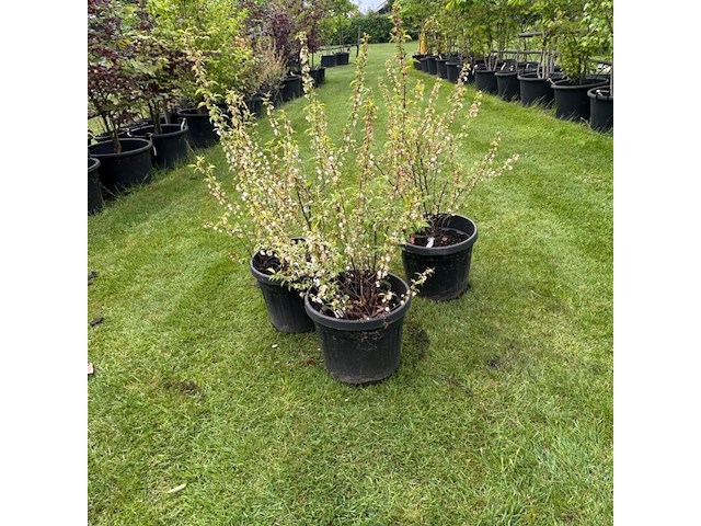 3x prunus glandulosa 'alba plena' (witte amandel) - afbeelding 1 van  2