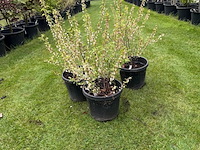 3x prunus glandulosa 'alba plena' (witte amandel) - afbeelding 1 van  2