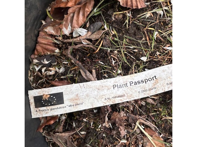 3x prunus glandulosa 'alba plena' (witte amandel) - afbeelding 2 van  2