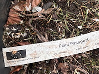 3x prunus glandulosa 'alba plena' (witte amandel) - afbeelding 2 van  2