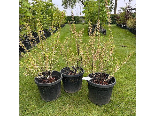 3x prunus glandulosa 'alba plena' (witte amandel) - afbeelding 1 van  2