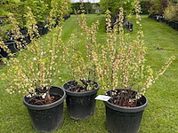 3x prunus glandulosa 'alba plena' (witte amandel) - afbeelding 1 van  2
