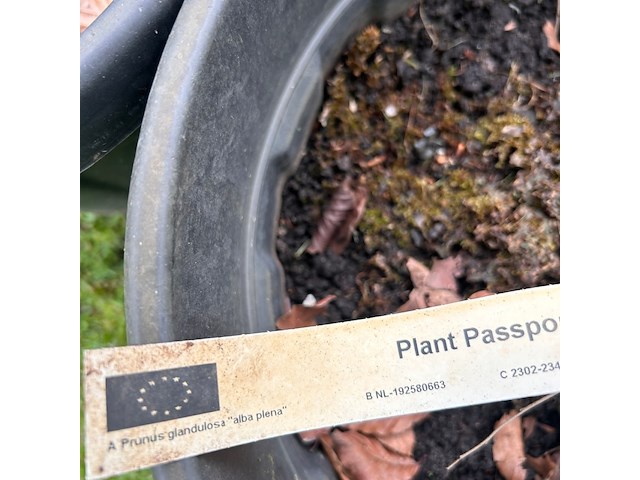 3x prunus glandulosa 'alba plena' (witte amandel) - afbeelding 2 van  2
