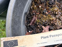 3x prunus glandulosa 'alba plena' (witte amandel) - afbeelding 2 van  2