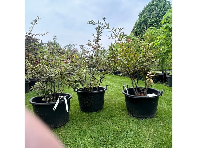 3x quercus ilex (steeneik) - afbeelding 1 van  2