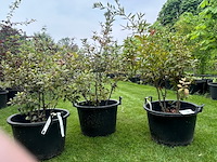 3x quercus ilex (steeneik) - afbeelding 1 van  2