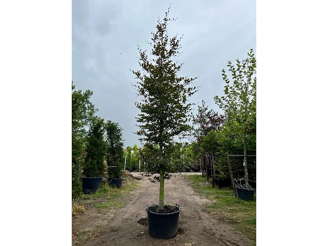 3x rode beuk, fagus 'atropunicea', hoogstam, roodbladig, ca. 5-6 m hoog - afbeelding 1 van  4