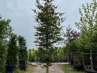 3x rode beuk, fagus 'atropunicea', hoogstam, roodbladig, ca. 5-6 m hoog