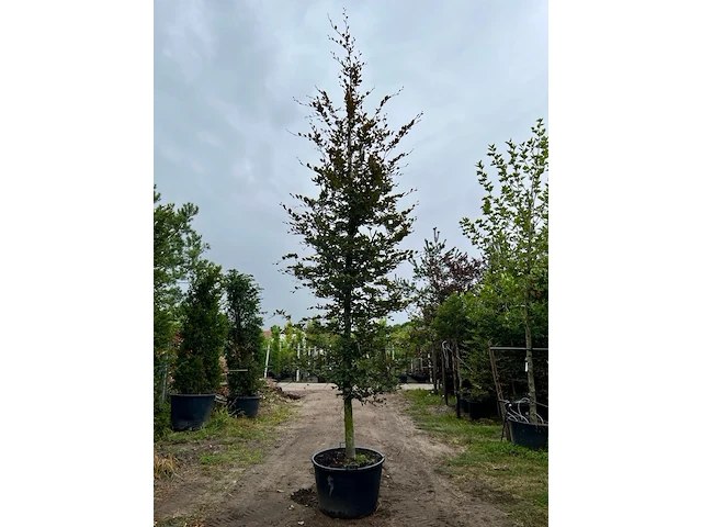 3x rode beuk, fagus 'atropunicea', hoogstam, roodbladig, ca. 5-6 m hoog - afbeelding 2 van  4