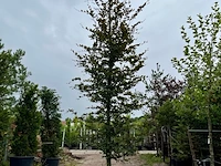 3x rode beuk, fagus 'atropunicea', hoogstam, roodbladig, ca. 5-6 m hoog - afbeelding 2 van  4