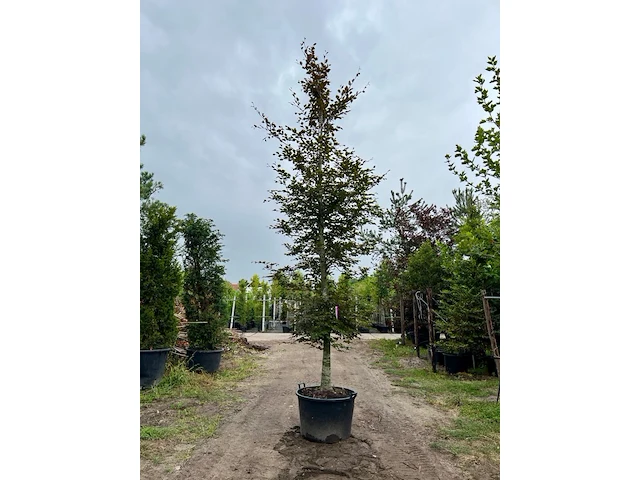 3x rode beuk, fagus 'atropunicea', hoogstam, roodbladig, ca. 5-6 m hoog - afbeelding 3 van  4