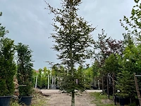 3x rode beuk, fagus 'atropunicea', hoogstam, roodbladig, ca. 5-6 m hoog - afbeelding 3 van  4