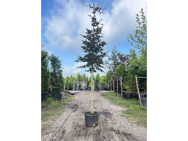 3x rode beuk, fagus 'atropunicea', hoogstam, roodbladig, ca. 5 m hoog - afbeelding 1 van  4