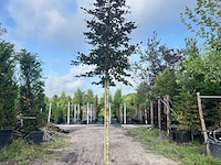 3x rode beuk, fagus 'atropunicea', hoogstam, roodbladig, ca. 5 m hoog